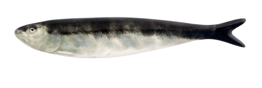 Bordallo Pinheiro's sardine
